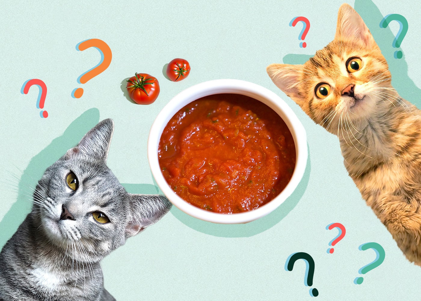 Can Cats Eat tomato-sauce