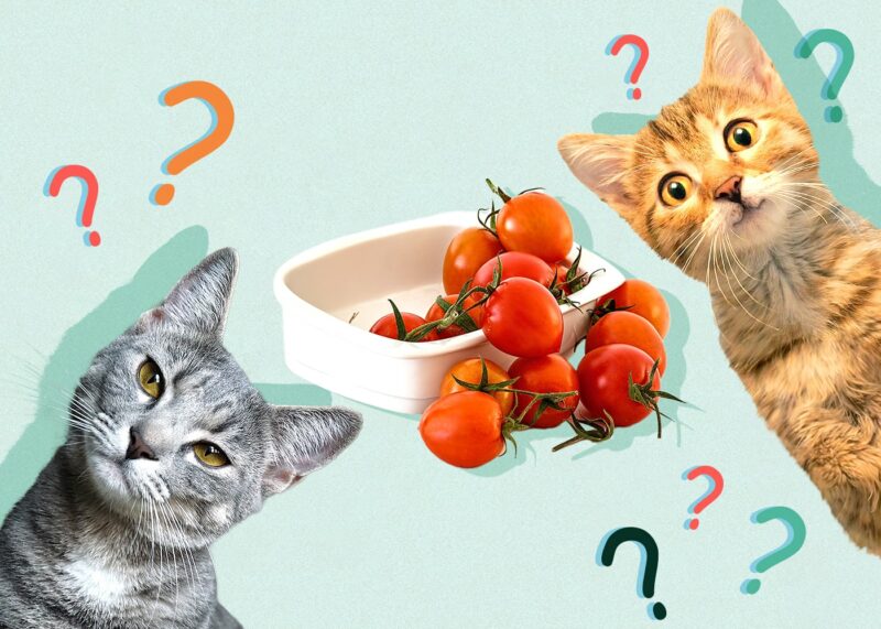 Can Cats Eat tomatoes
