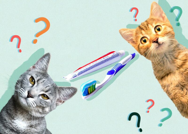 Can Cats Eat toothpaste