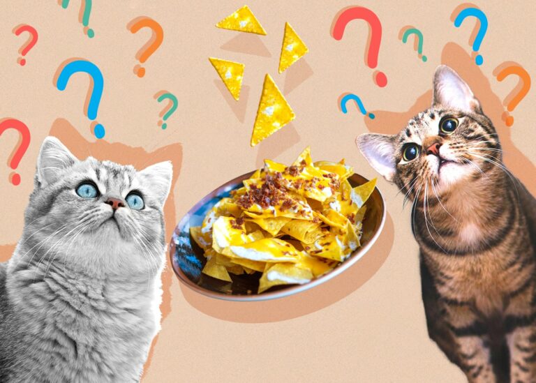 Can Cats Eat Tortillas? VetReviewed Diet Facts & FAQ Catster