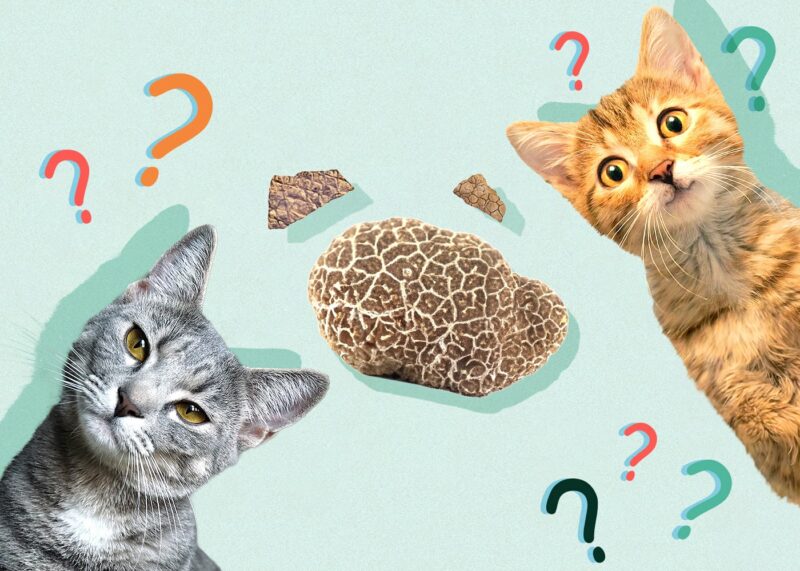 Can Cats Eat truffles