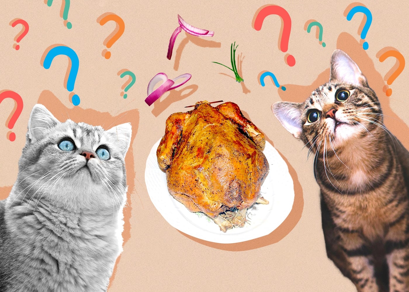 Can Cats Eat turkey