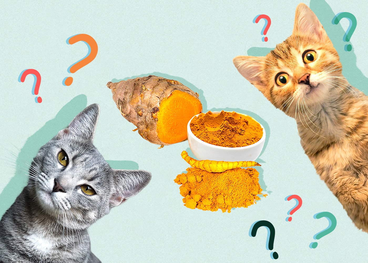 Can Cats Eat turmeric