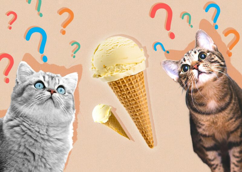 Can Cats Eat vanilla-ice-cream