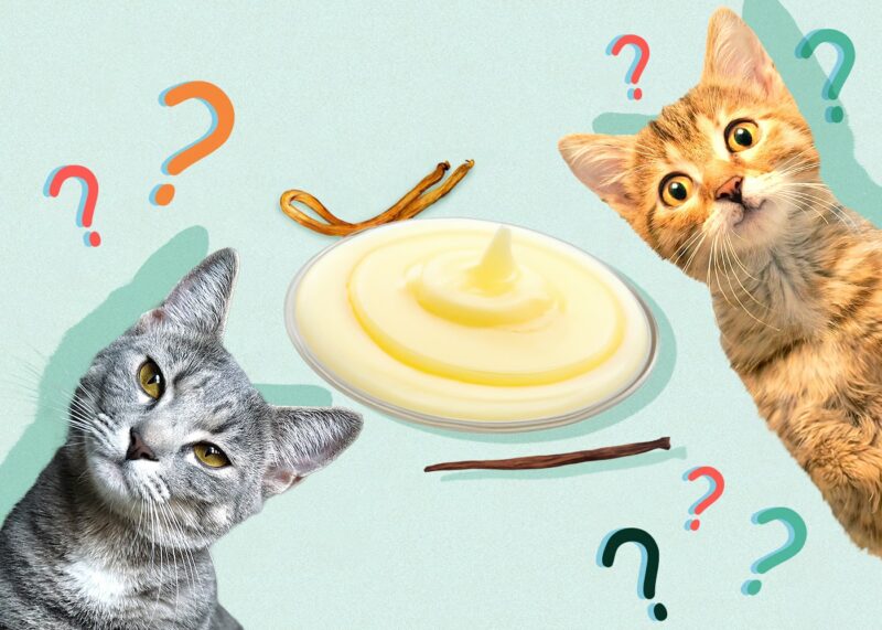 Can Cats Eat vanilla-pudding