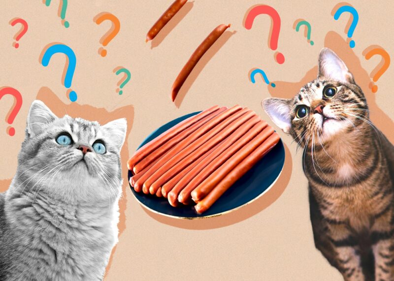 Can Cats Eat Vienna Sausages