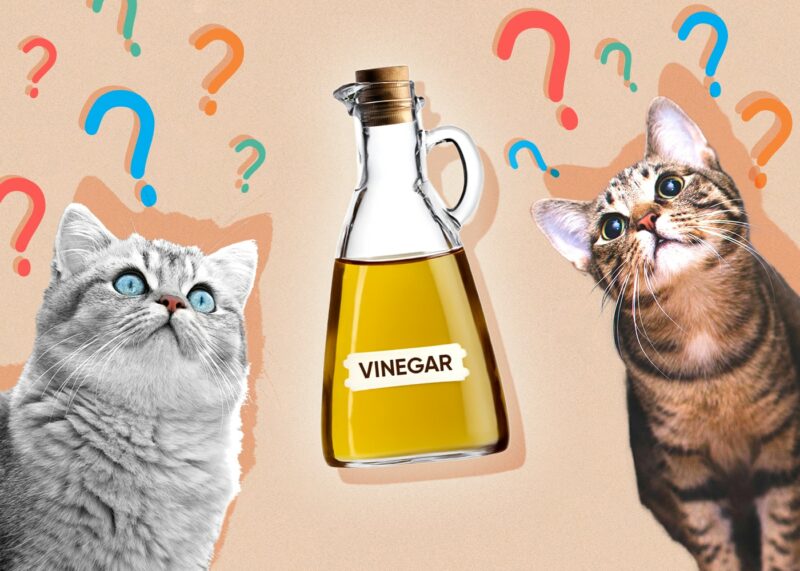 Can Cats Eat vinegar