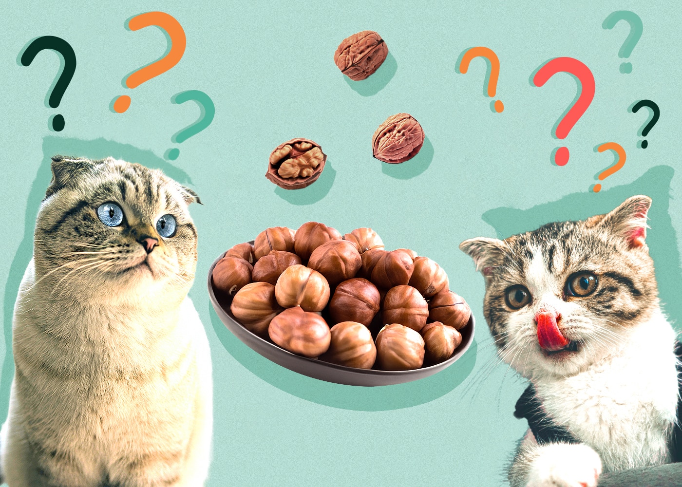 Can Cats Eat walnuts
