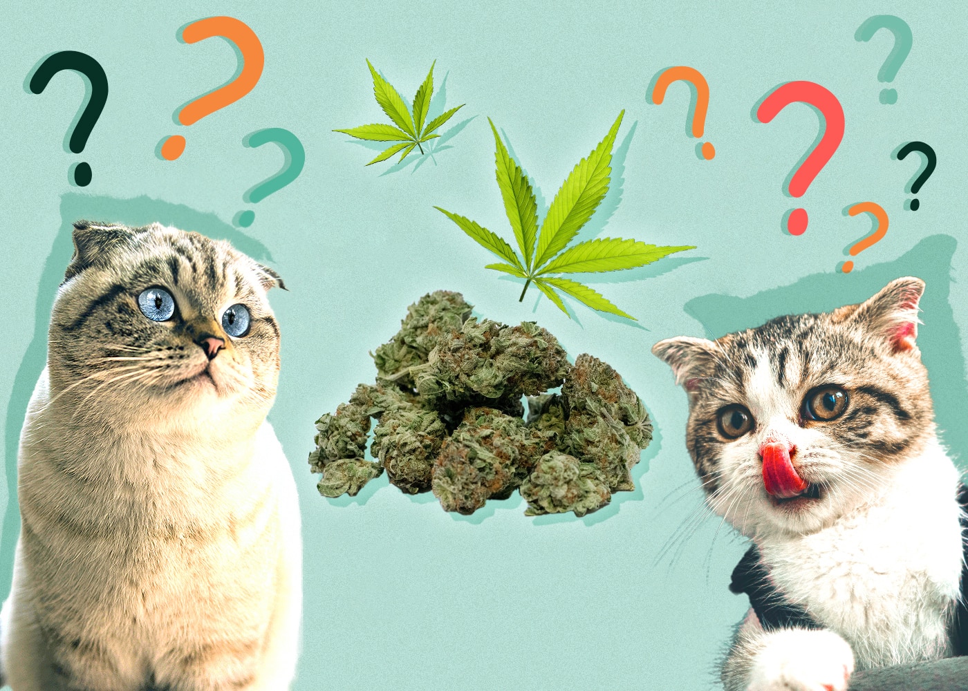 green-weed-cat