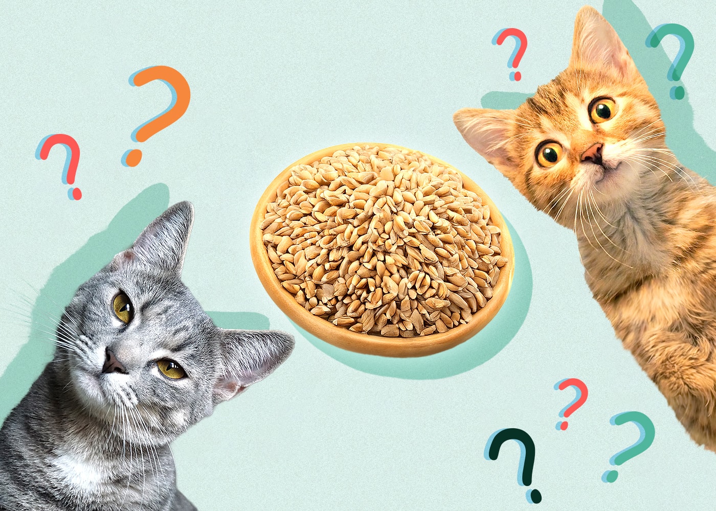 Can Cats Eat wheat