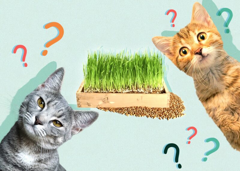 Can Cats Eat wheat grass