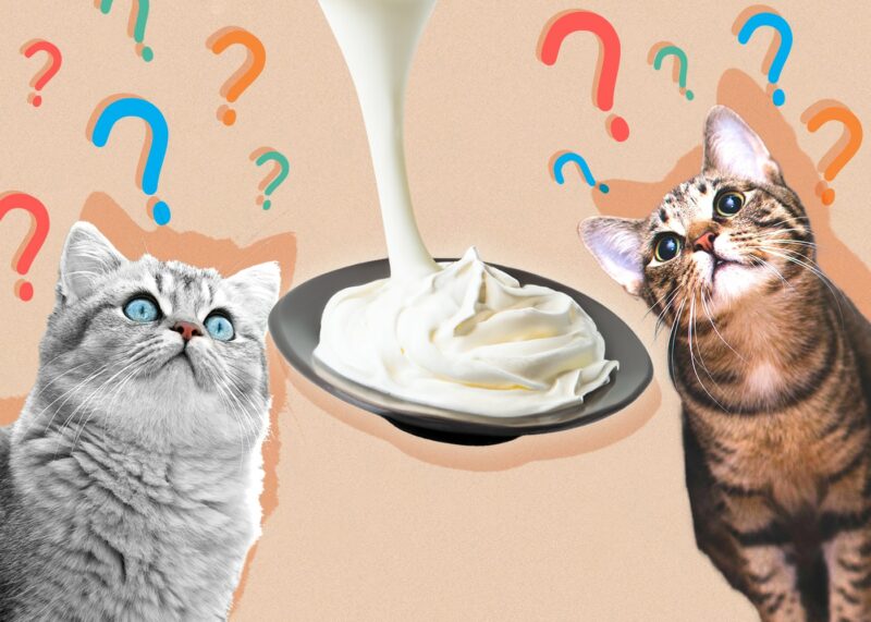 Can Cats Eat whipped-cream