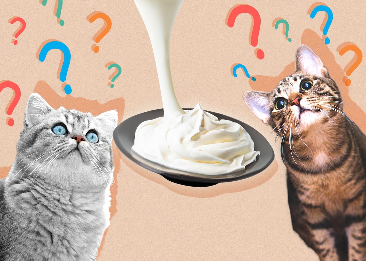 Can Cats Eat whipped-cream