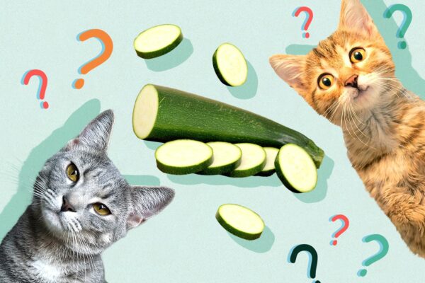 Can Cats Eat zucchini