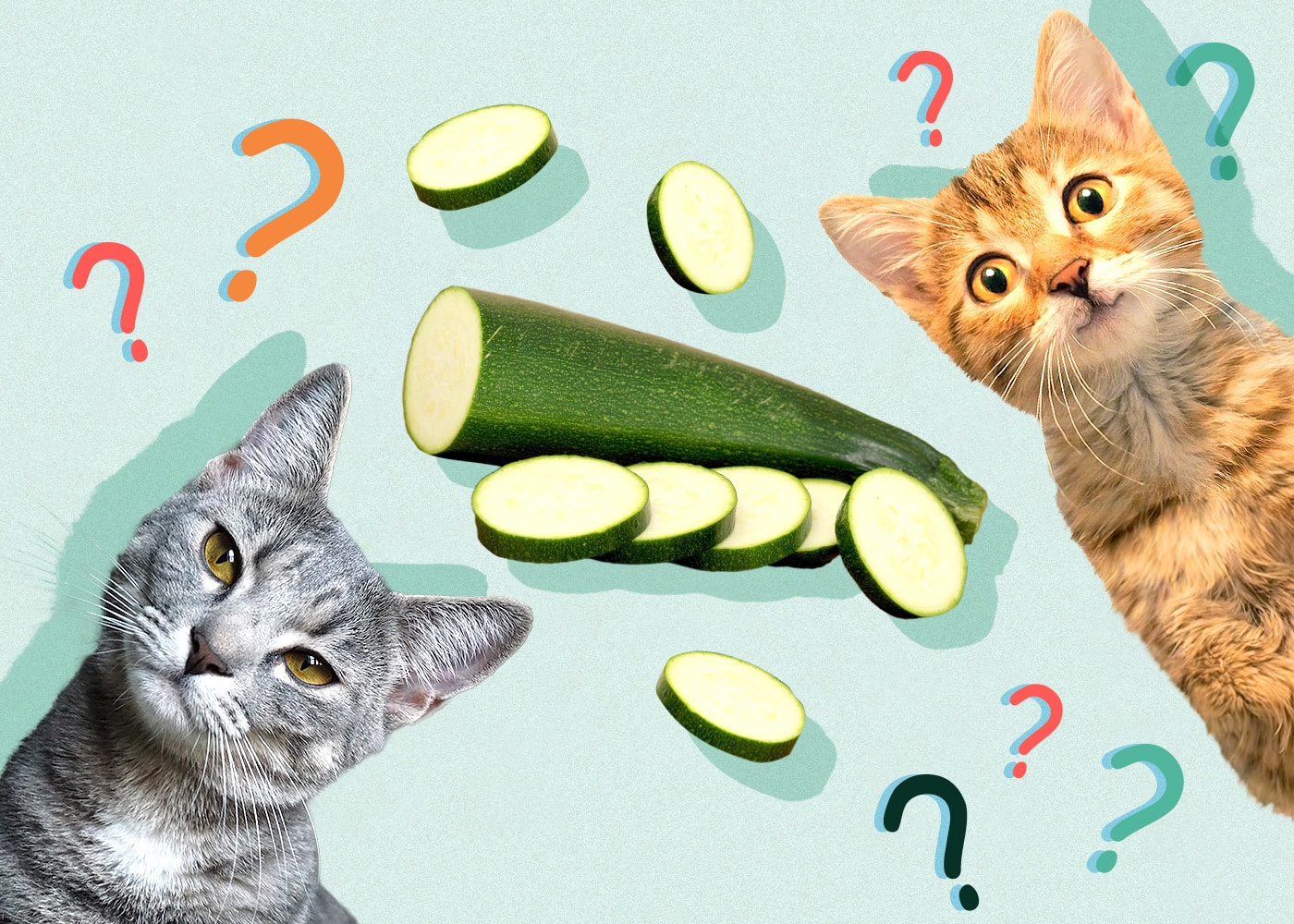 Can Cats Eat zucchini