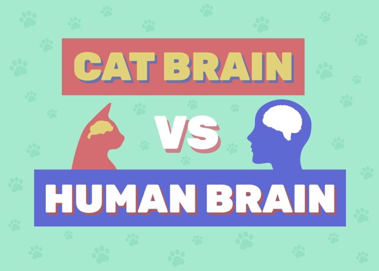 Cat Brain vs Human Brain Main Differences Explained (With Infographic