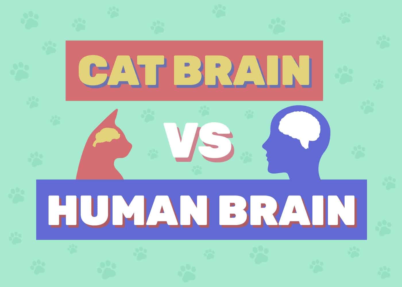 Cat Brain vs Human Brain Customized Featured Image