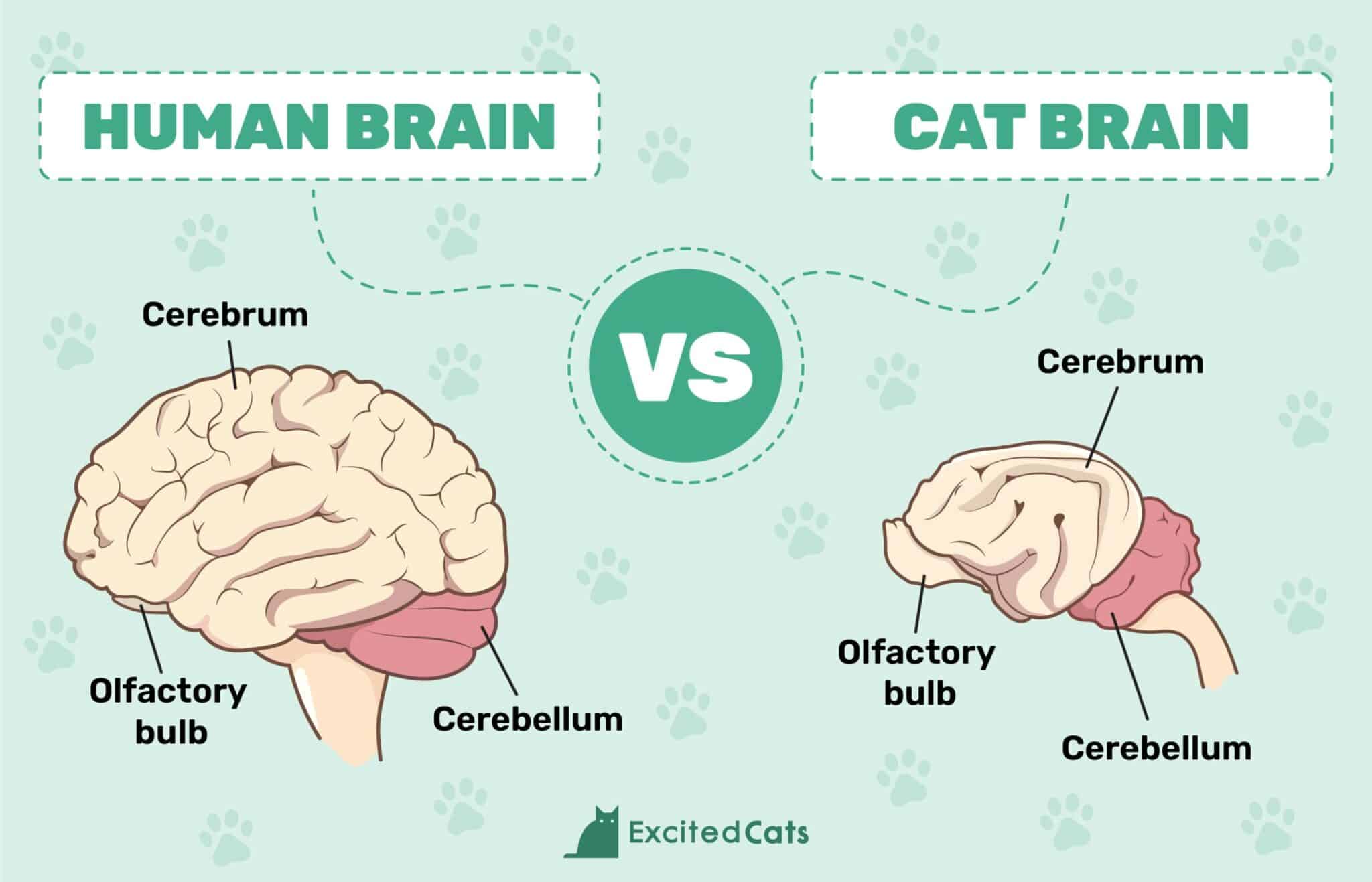 Cat Brain vs Human Brain Infographic