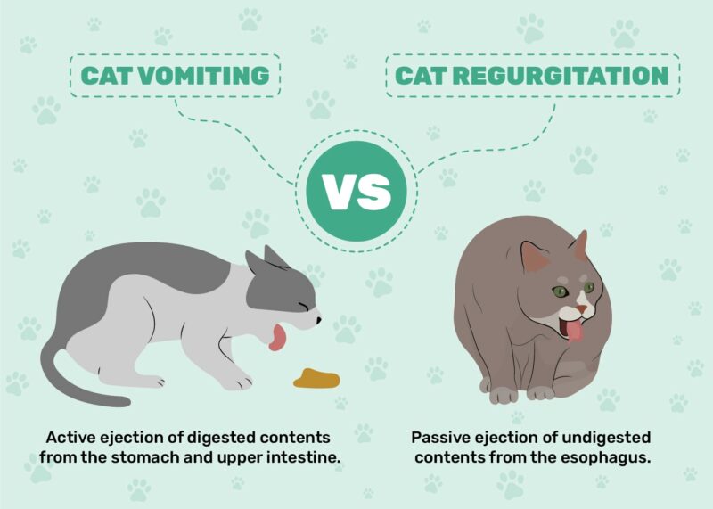 Why Is My Cat Throwing Up Undigested Food? Our Vet Explains 6 Potential