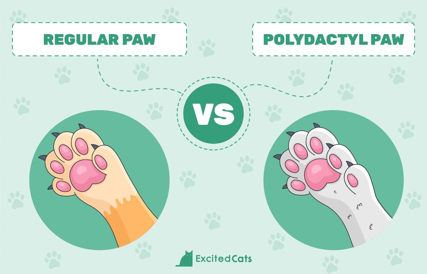 Excited Cats_Regular cat paws VS polydactyl cat paws