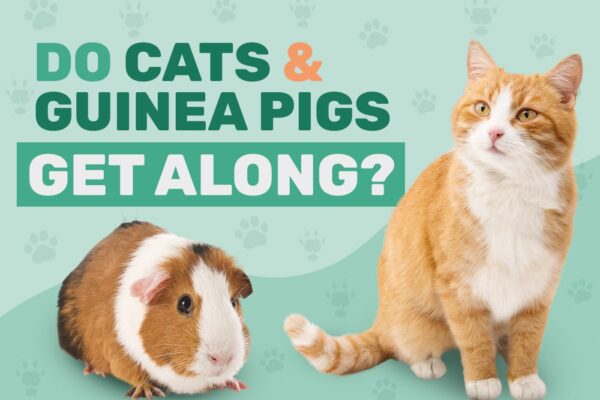 Do Cats & Guinea Pigs Get Along
