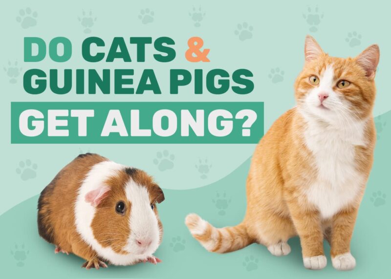 Can guinea pigs eat cat sales food
