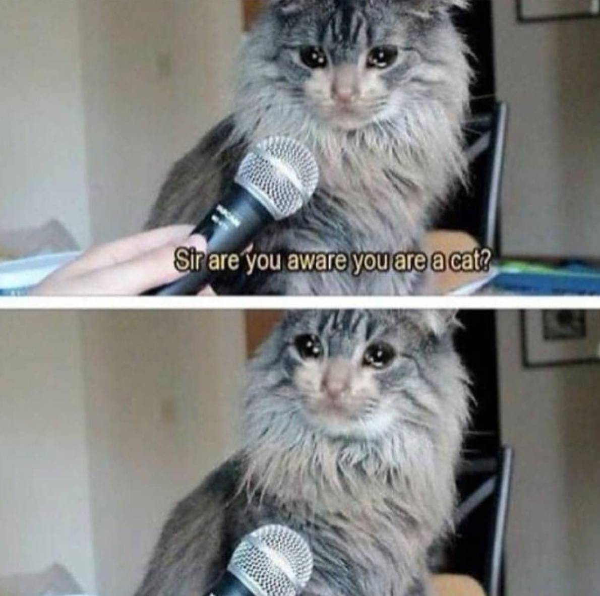 Existential Crisis Cat