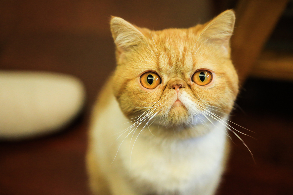 Exotic Shorthair cat