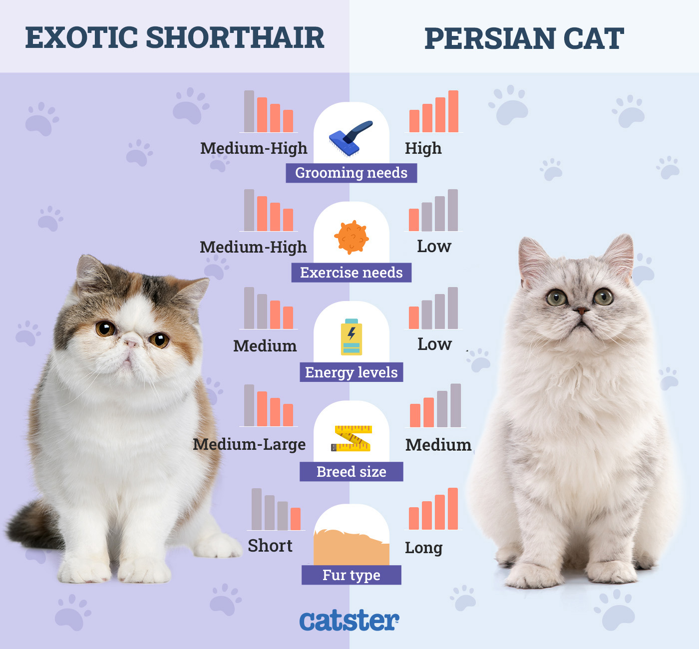 Exotic vs Persian