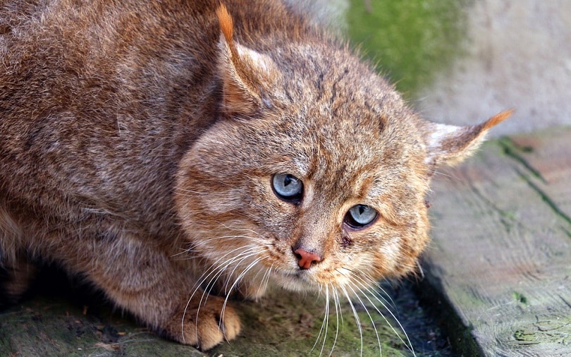 Extremely rare Chinese Desert Cat_ylq_shutterstock