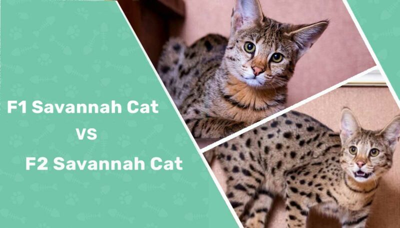 F1 Savannah cat vs F2 Savannah Cat