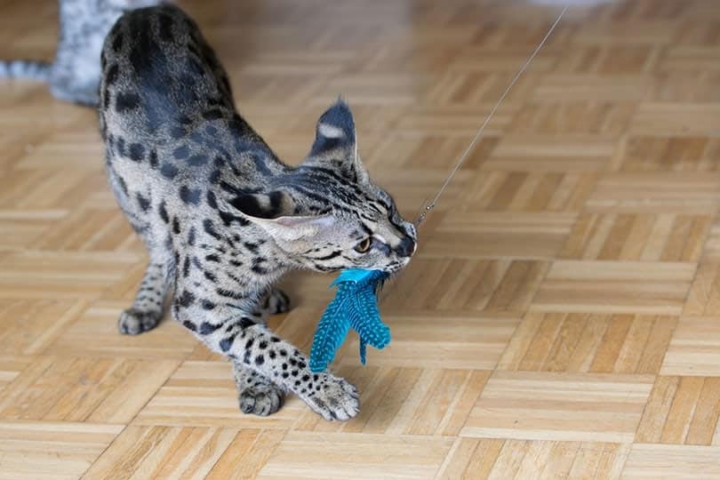 F1 savannah cat playing a toy