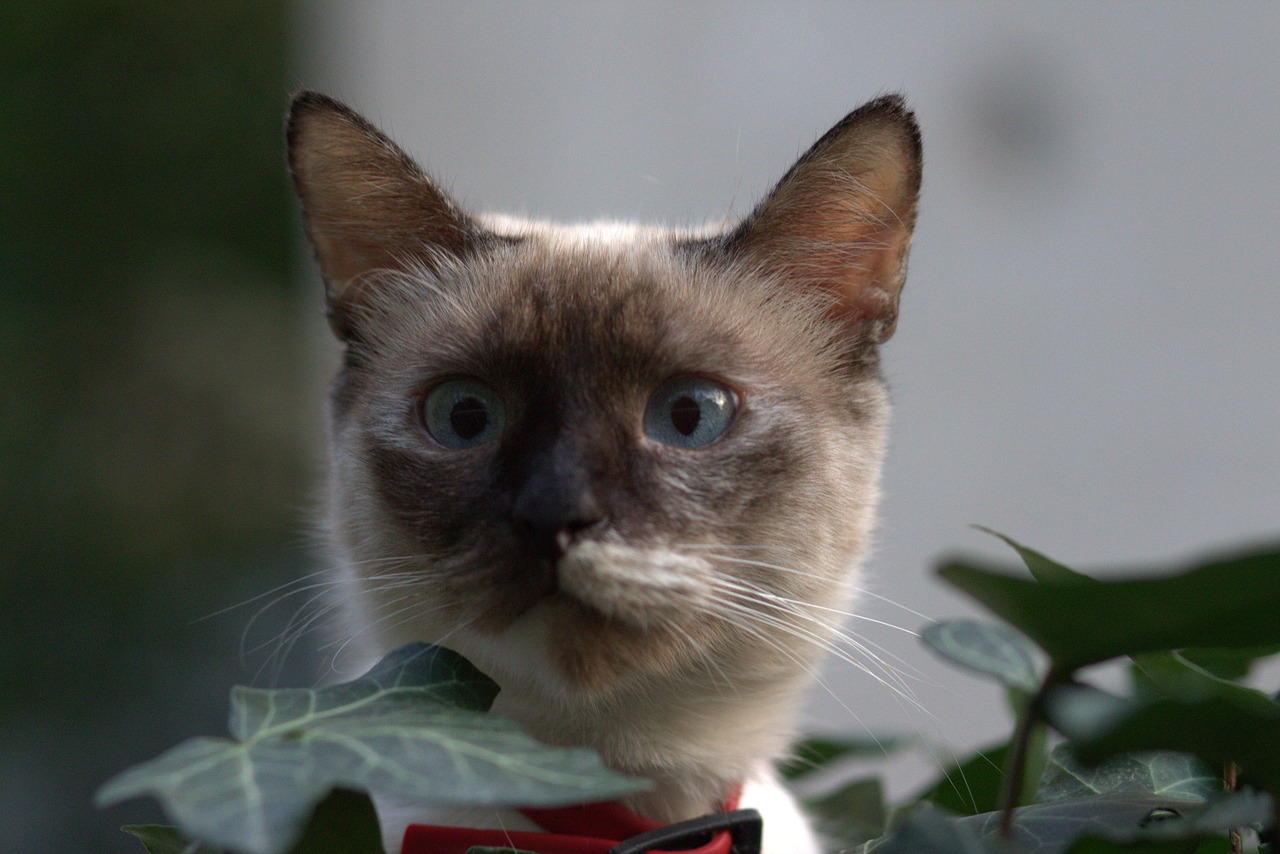Fawn Burmese Cat Close up picture