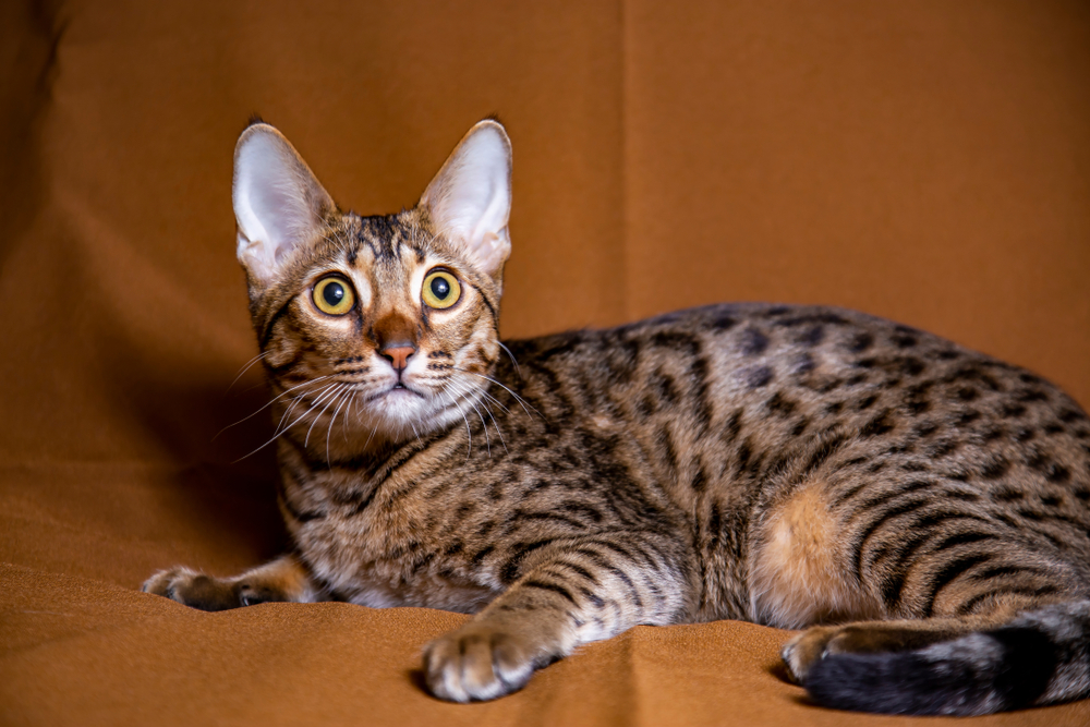 Fawn Savannah Cat