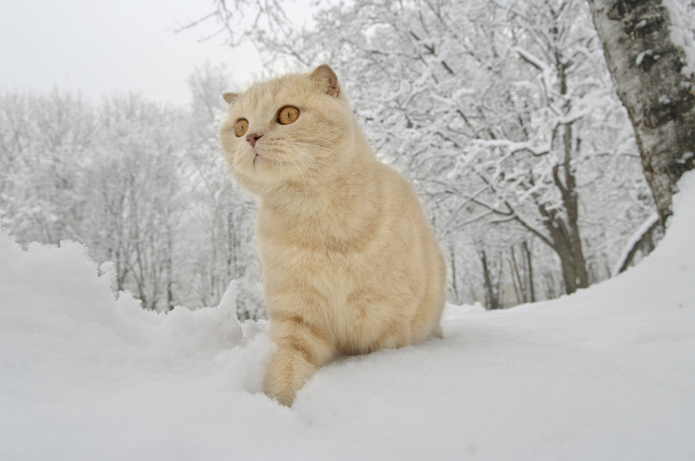 Fawn Scottish Fold