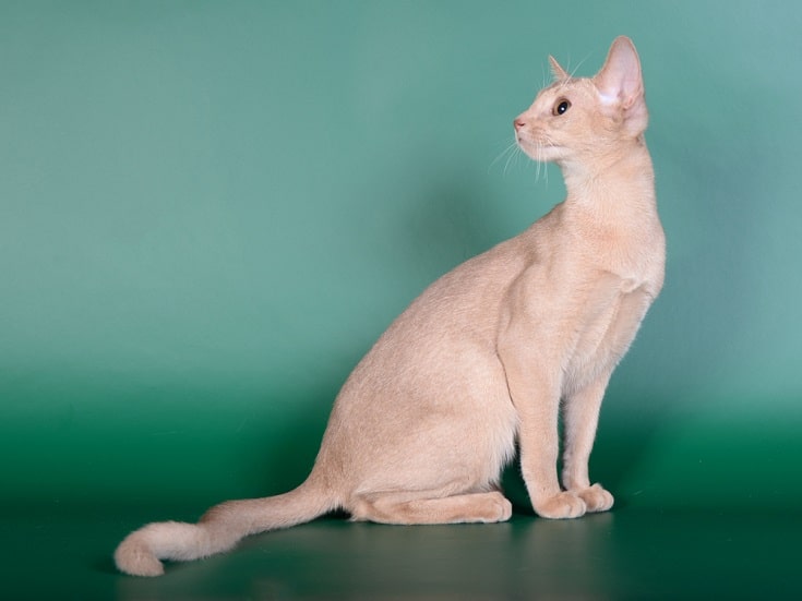 Fawn abyssinian cat