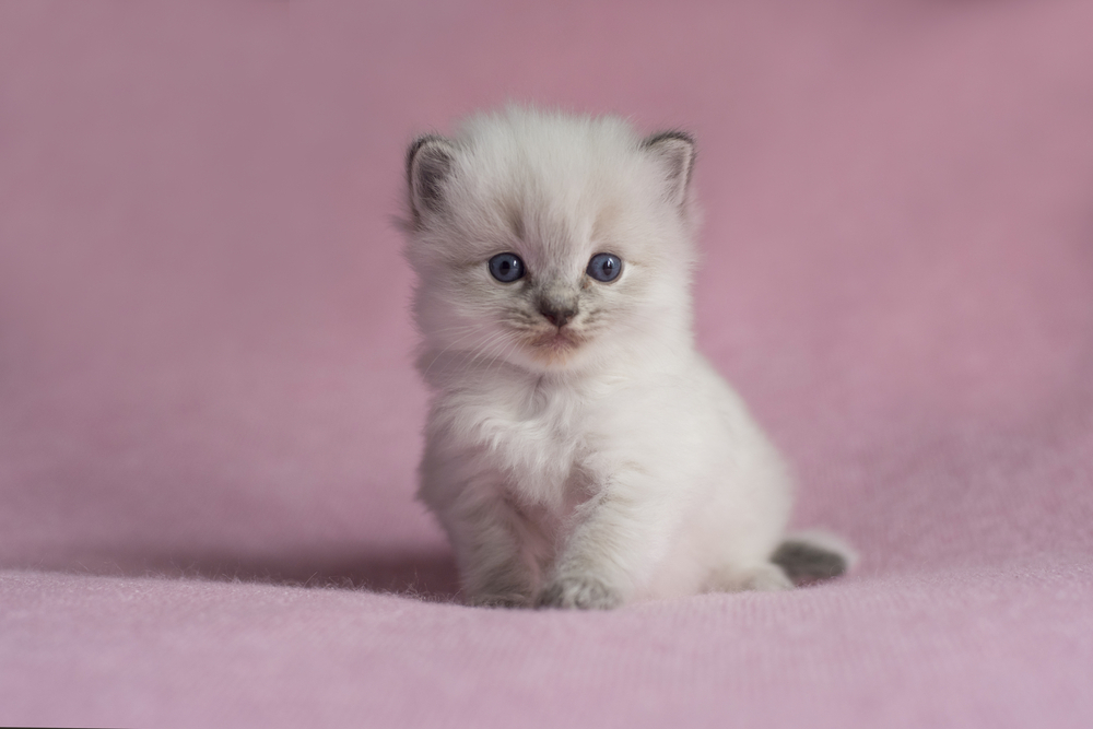 female seal tabby point ragdoll kitten