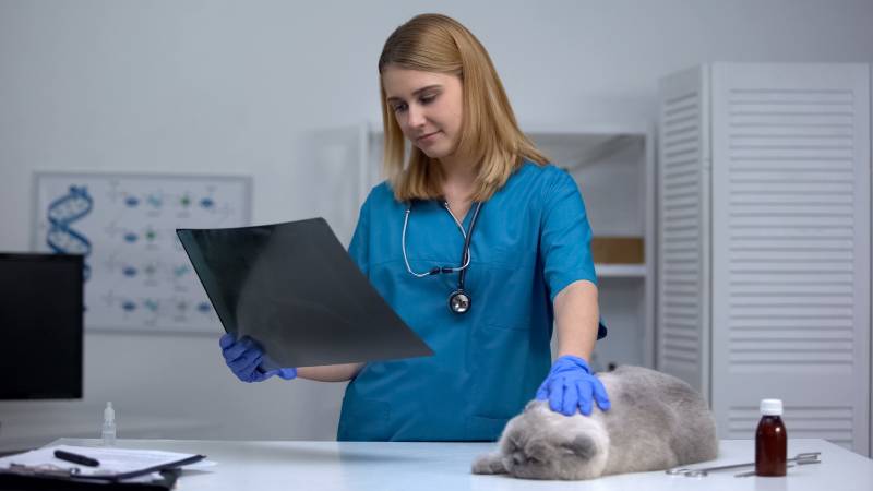 Female vet stroking cat holding x-ray