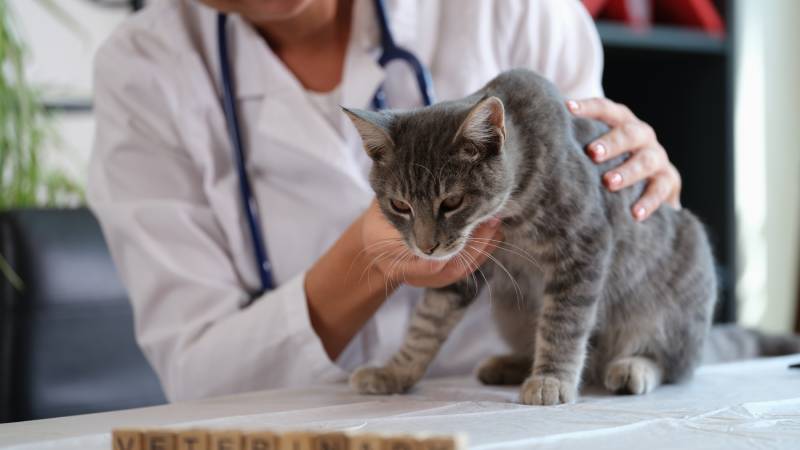 Female veterinarian holds sick cat close-up