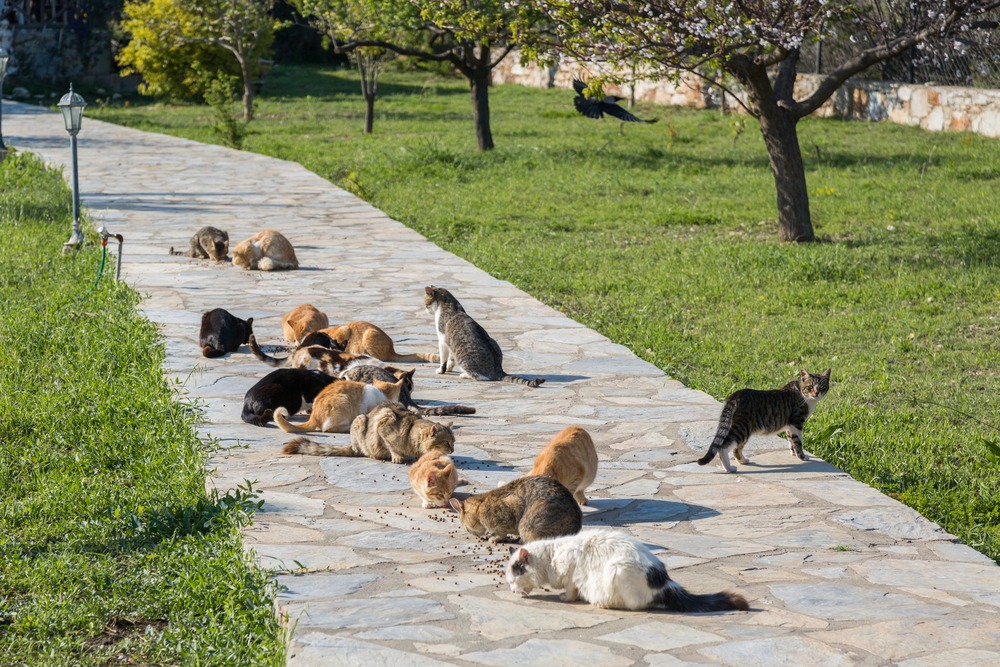 Feral cats eating on stone path
