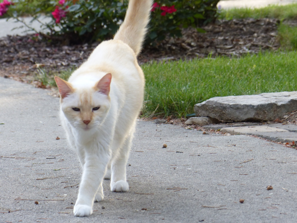 Flame Point Siamese