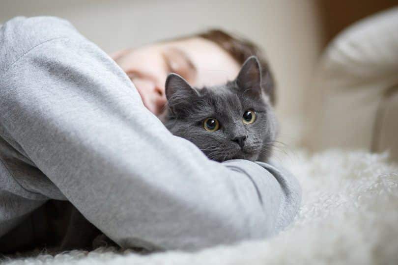 Fluffy gray cat sitting on the couch_Vika Hova_shutterstock