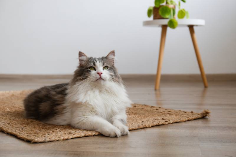 Fluffy siberian cat sitting on the jute wicker rug