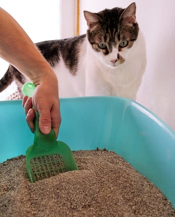 Flushable Cat Litter_shutterstock_Zoran Photographer