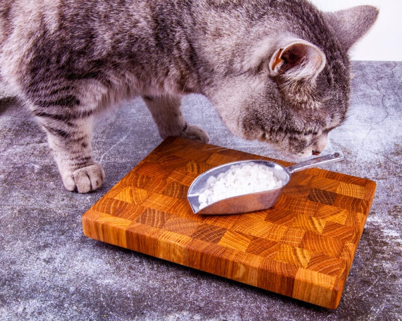 Food sea salt of a coarse grinding and grey cat on the table