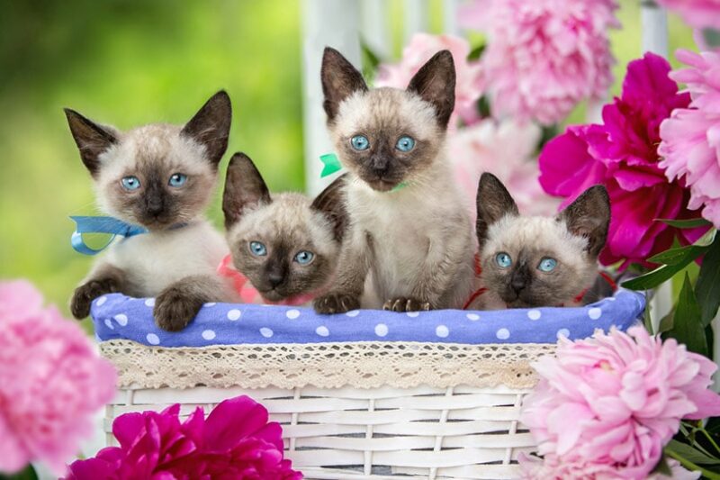 Four Siamese kittens are sitting in a basket
