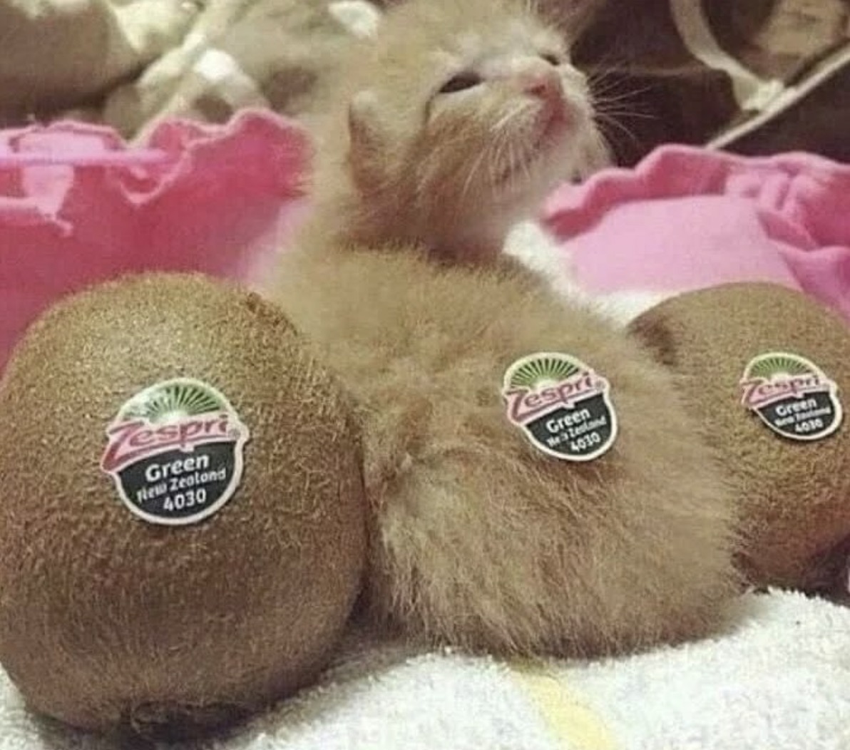 Friends, Not Food