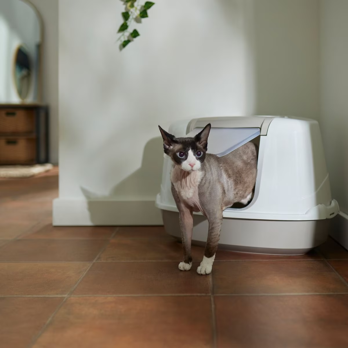 Frisco Flip Top Hooded Corner Cat Litter Box, Large, 21-in new