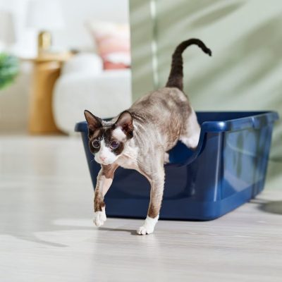 Frisco High Sided Cat Litter Box