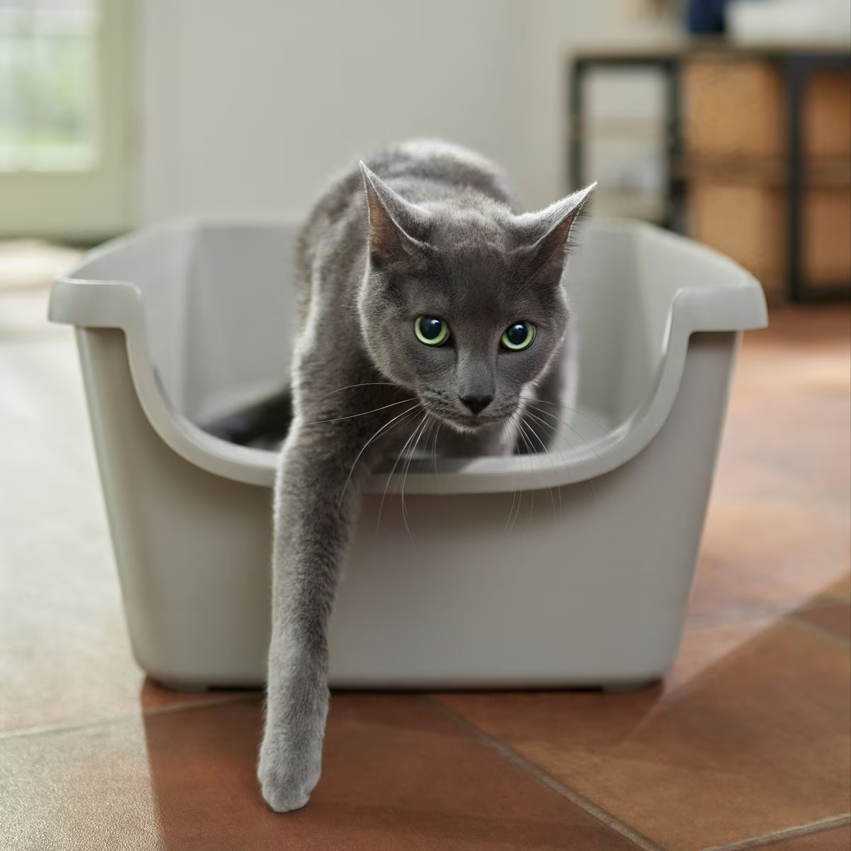 Frisco High Sided Cat Litter Box New